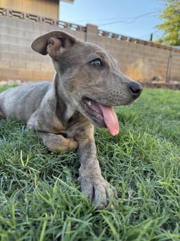 Strawberry SHortcake -  German Shepherd Dog and Pit Bull Terrier Dog for Adoption in Midway, Utah - Strawberry SHortcake | PetCurious