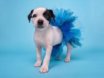 BW: Puffin -  Boston Terrier and Border Collie Dog for Adoption in Palo Alto, California - BW: Puffin | PetCurious