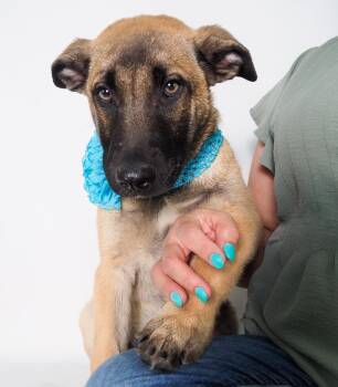 Shepherd and German Shepherd Dog Dogs Available for Adoption in Phoenix, Arizona - Smokey | PetCurious