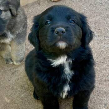 Great Pyrenees and Labrador Retriever Dogs Available for Adoption in Fayetteville, Georgia - Elrond | PetCurious