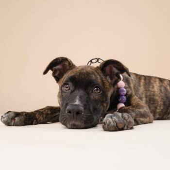 Jessie Love -  German Shepherd Dog and Mixed Breed Dog for Adoption in Fort Lauderdale, Florida - Jessie Love | PetCurious