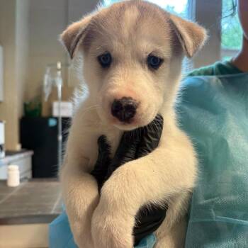 Sanka -  Mixed Breed Dog for Adoption in Huntington, West Virginia - Sanka | PetCurious