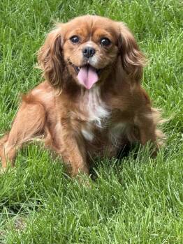 Maria -  Cavalier King Charles Spaniel Dog for Adoption in Brandon, South Dakota - Maria | PetCurious