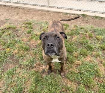 Boxer and Mixed Breed Dogs Available for Adoption in Modesto, California - CAMO | PetCurious