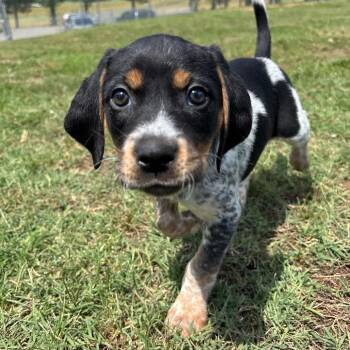 Maybell (Jyn) -  Mixed Breed Dog for Adoption in Roxboro, North Carolina - Maybell (Jyn) | PetCurious