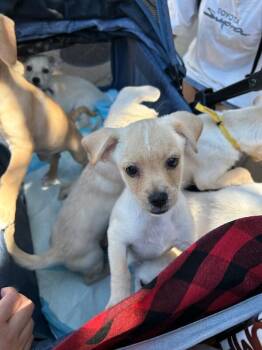Hope -  Pomeranian and Chihuahua Dog for Adoption in Los Angeles, California - Hope | PetCurious