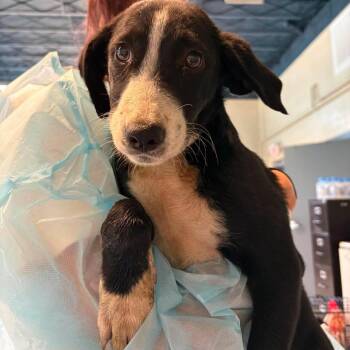 Tandoori -  Mixed Breed Dog for Adoption in Huntington, West Virginia - Tandoori | PetCurious