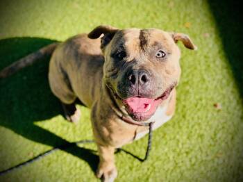 American Bulldog Dogs Available for Adoption - LEONARDO DOGCAPRIO | PetCurious