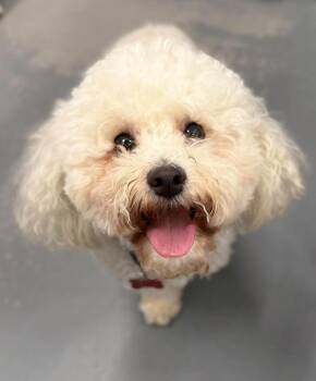 Franky -  Bichon Frise Dog for Adoption in Sedalia, Colorado - Franky | PetCurious