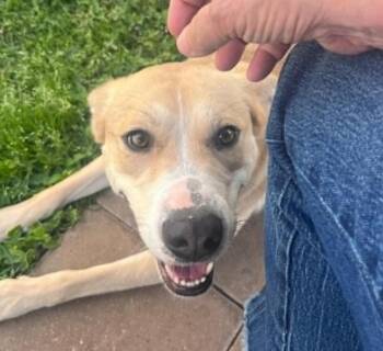 Labrador Retriever and Husky Dogs Available for Adoption in Temple, Texas - Ollie | PetCurious