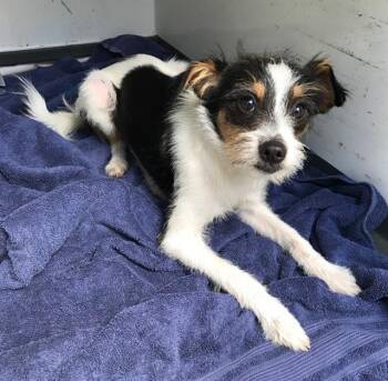 PSALM -  Parson Russell Terrier Dog for Adoption in Tustin, California - PSALM | PetCurious