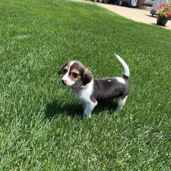 Patches -  Beagle and Dachshund Dog for Adoption in Shorewood, Illinois - Patches | PetCurious