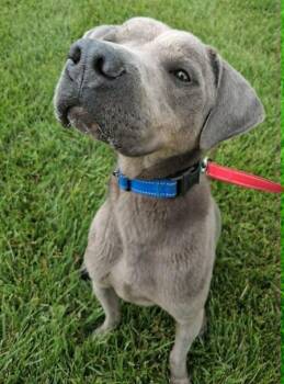 Smokey -  Shar Pei and Doberman Pinscher Dog for Adoption in Fremont, Ohio - Smokey | PetCurious