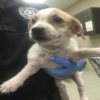 Fanta -  Maltese and Mixed Breed Dog for Adoption in Dover, New Hampshire - Fanta | PetCurious
