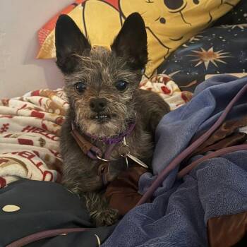 Jeff -  Chinese Crested Dog and Chihuahua Dog for Adoption in Ramona, California - Jeff | PetCurious
