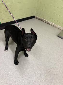 German Shepherd Dog and Mixed Breed Dogs Available for Adoption in Indianapolis, Indiana - MARIAH | PetCurious