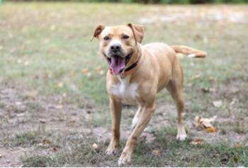 Otto -  Labrador Retriever Dog for Adoption in Terre Haute, Indiana - Otto | PetCurious