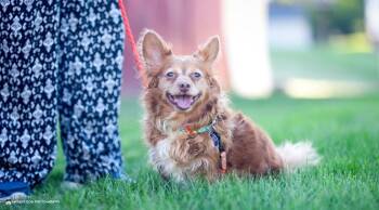 Percy -  Pomeranian and Chihuahua Dog for Adoption in Grand Rapids, Michigan - Percy | PetCurious