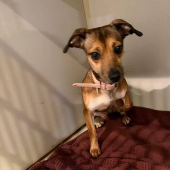 Button -  Miniature Dachshund and Mixed Breed Dog for Adoption in Port Charlotte, Florida - Button | PetCurious