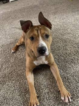 American Staffordshire Terrier and Pit Bull Terrier Dogs Available for Adoption - Scooter! Dog Friendly!  | PetCurious