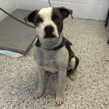 American Staffordshire Terrier Dogs Available for Adoption - Young Man | PetCurious