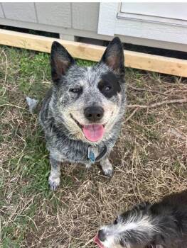Australian Cattle Dog Blue Heeler Dogs Available for Adoption - Dhylia | PetCurious