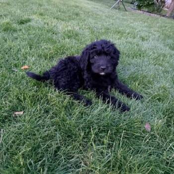 Standard Poodle and Labrador Retriever Dogs Available for Adoption in Dayton, Ohio - Zeus | PetCurious