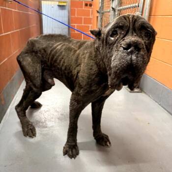Cane Corso Dogs Available for Adoption - Gargoyle | PetCurious