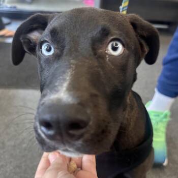 Hopsin -  Mixed Breed Dog for Adoption in Allentown, Pennsylvania - Hopsin | PetCurious
