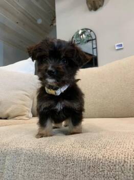 Angie -  Yorkshire Terrier and Pit Bull Terrier Dog for Adoption - Angie | PetCurious