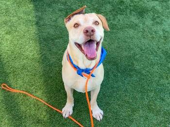 TAHOE -  German Shepherd Dog and Pit Bull Terrier Dog for Adoption in Tustin, California - TAHOE | PetCurious