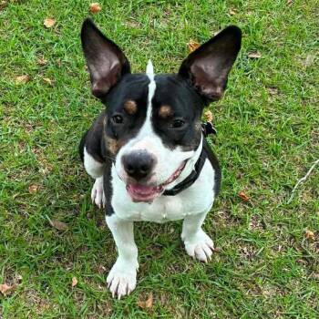 Ducky -  Terrier Dog for Adoption in Bloomfield, Connecticut - Ducky | PetCurious