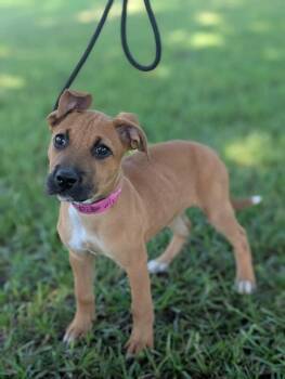 Audrey Hepburn -  Boxer and Mixed Breed Dog for Adoption in Aiken, South Carolina - Audrey Hepburn | PetCurious