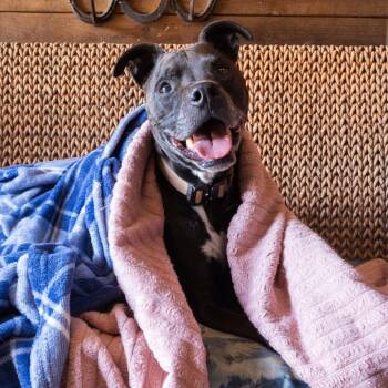 Rescue Whippet Dogs for Adoption in Corvallis, Oregon - Carter | PetCurious