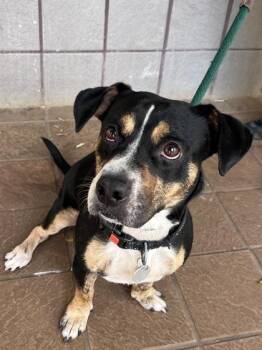 Terrier and Mixed Breed Dogs Available for Adoption - Bethany | PetCurious