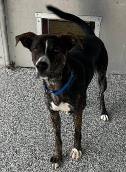 Shepherd and Pit Bull Terrier Dogs Available for Adoption - Hank | PetCurious