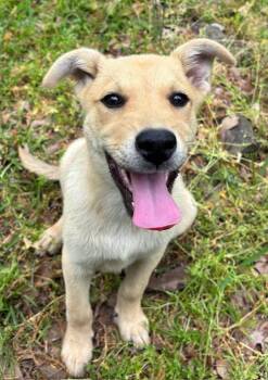 Golden Retriever and Husky Dogs Available for Adoption in Watertown, Connecticut - Edison | PetCurious