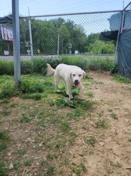 Mixed Breed Dogs Available for Adoption in Evansville, Indiana - Roni | PetCurious