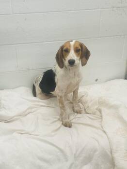 Bailey -  Beagle Dog for Adoption in Ashland, Virginia - Bailey | PetCurious