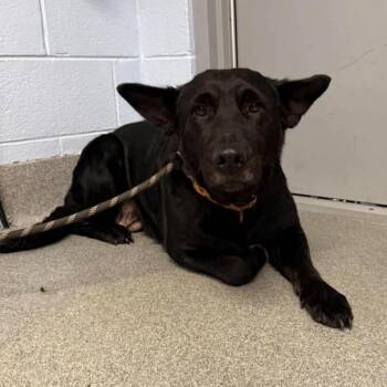 Cider -  Shepherd and Mixed Breed Dog for Adoption in Martinsville, Virginia - Cider | PetCurious