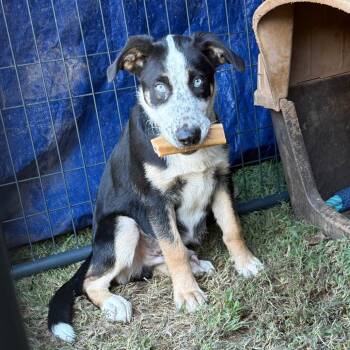 Rescue Australian Cattle Dog Blue Heeler and Husky Dogs for Adoption in Amory, Mississippi - Blue 082003 | PetCurious