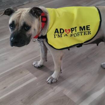 American Staffordshire Terrier and Shar Pei Dogs Available for Adoption in Hobe Sound, Florida - Athena | PetCurious