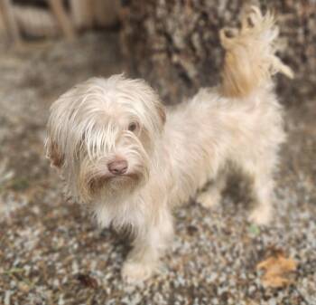 Rescue Yorkshire Terrier and Maltese Dogs for Adoption in Puyallup, Washington - Miles | PetCurious