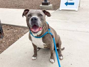 Pit Bull Terrier Dogs Available for Adoption in Tustin, California - MAGGIE | PetCurious