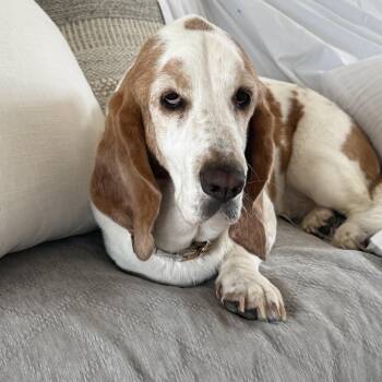 Zoey -  Basset Hound Dog for Adoption in Long Beach, Mississippi - Zoey | PetCurious