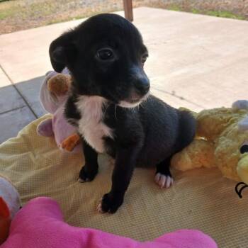 Onyx -  Chihuahua and Mixed Breed Dog for Adoption in Wadena, Minnesota - Onyx | PetCurious