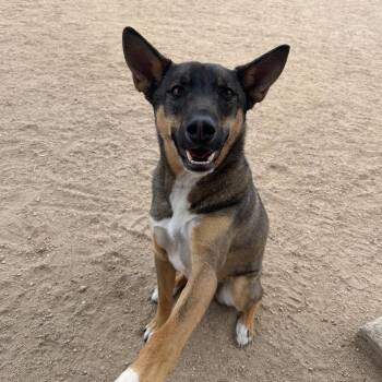 Sash -  Mixed Breed Dog for Adoption in Reno, Nevada - Sash | PetCurious