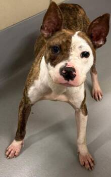 AC-5408 "Gamora" -  Pit Bull Terrier Dog for Adoption in Conyers, Georgia - AC-5408 "Gamora" | PetCurious
