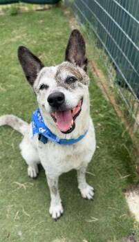 Memphis -  Australian Cattle Dog Blue Heeler Dog Available for Adoption in New Braunfels, Texas - Memphis | PetCurious