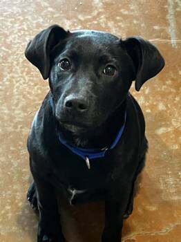 Rescue Labrador Retriever Dogs for Adoption in Palatine, Illinois - Peppo | PetCurious